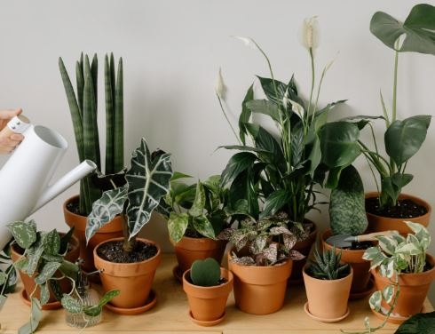 plantas ajoo