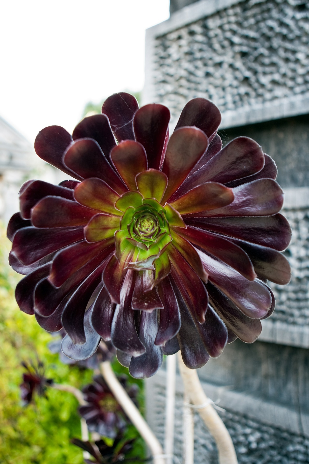 aeonium-arboreum-464028_1920-7