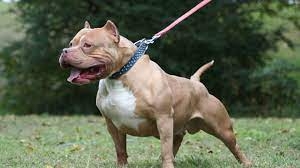 pitbull - infobae 3