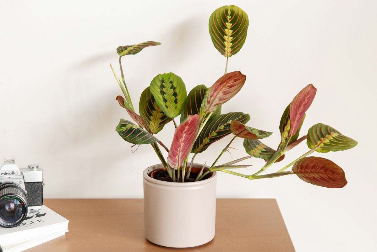 maranta-maceta-colvin-1649849301