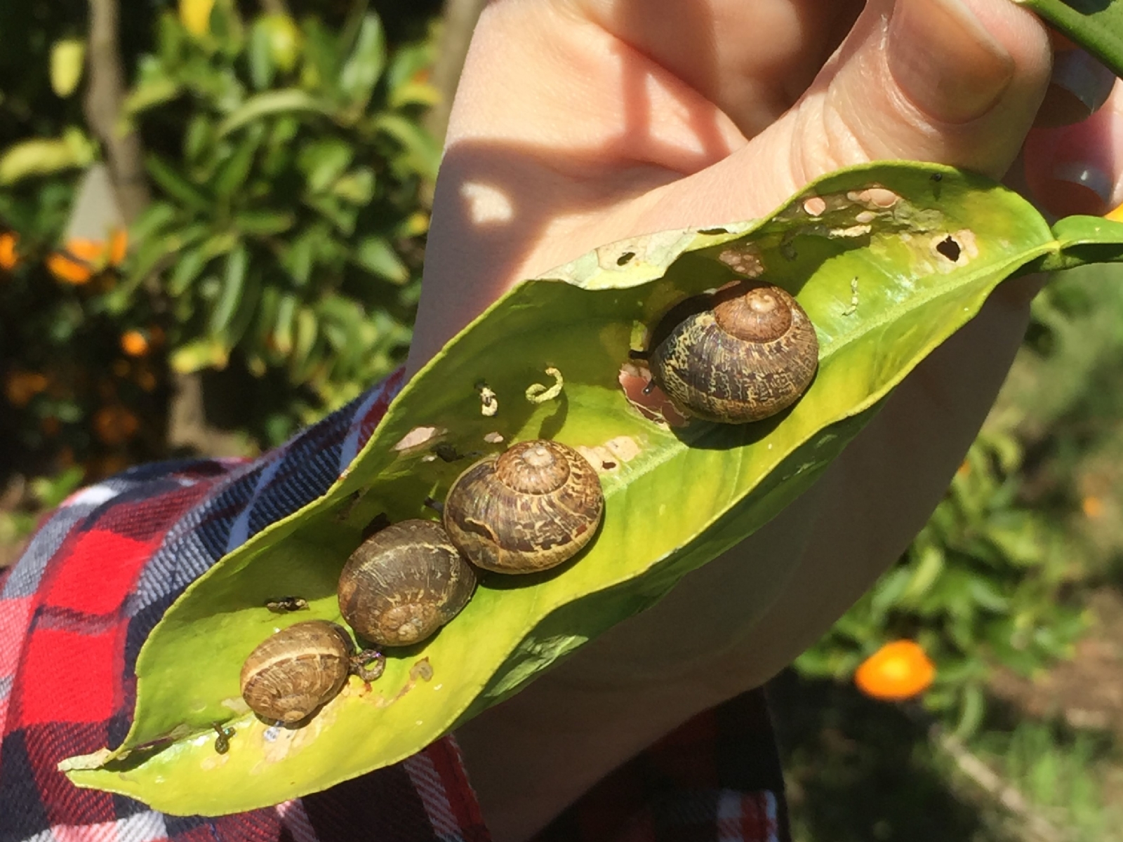 b93b7db0-snails-on-citrus-leaf