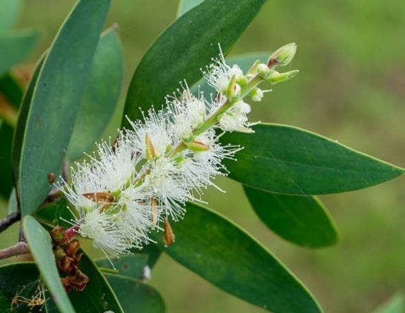 aceite-arbol-te-4