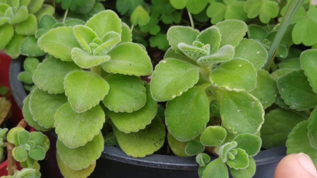 beneficios-de-la-planta-de-vaporub