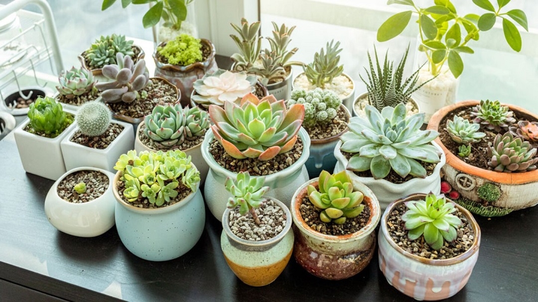 jardin-suculentas-decoracion