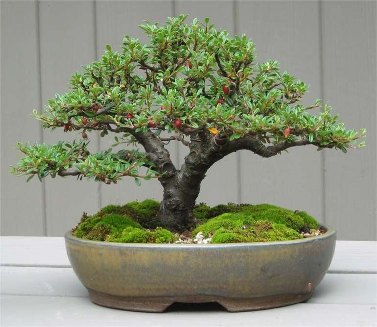 Cotoneaster_bonsai_by_Mike
