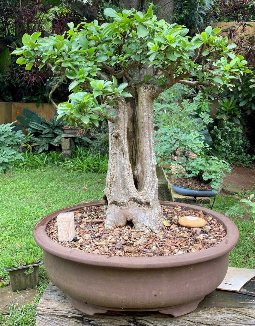 Adansonia-digitata-Baobab-in-the-uniquely-South-African-Baobab-style-age-11-years-from