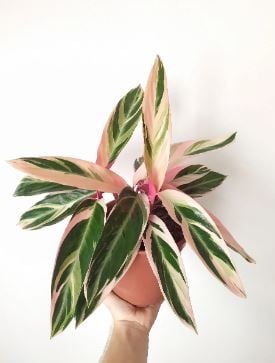 maranta 1