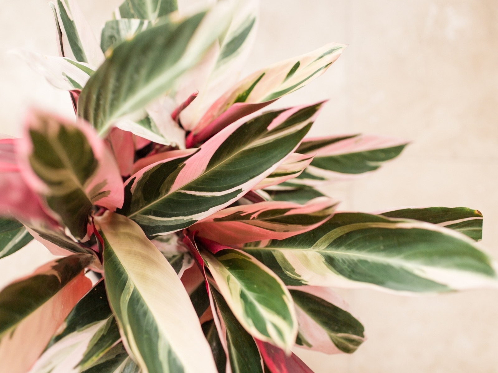 maranta 3