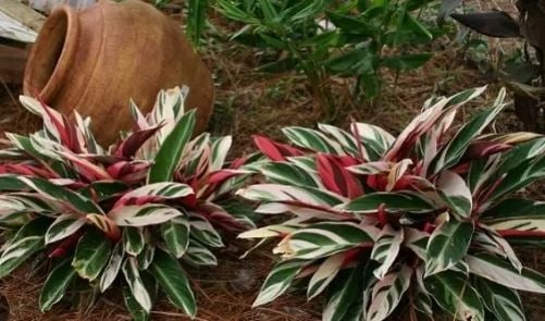 maranta 2