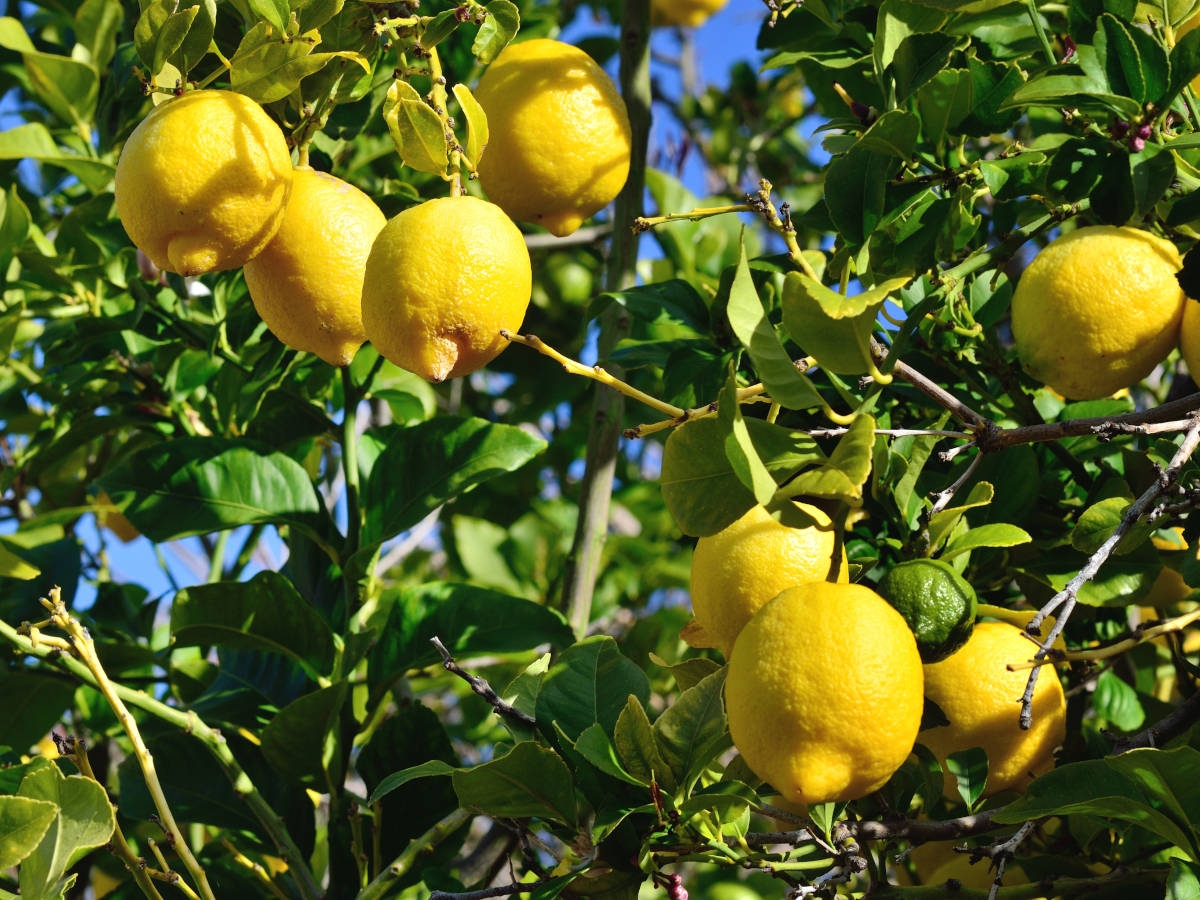 limonero-huertoygarden