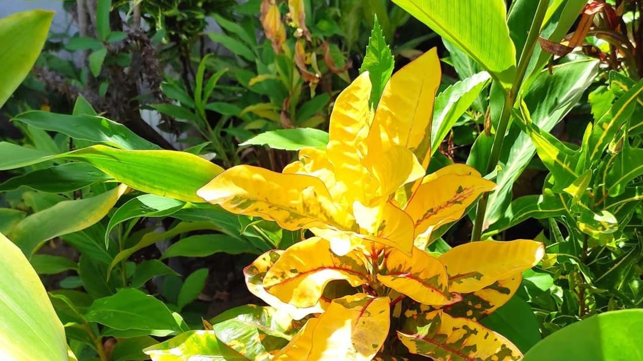3-remedios-caseros-para-curar-tus-plantas-con-hojas-amarillas-2