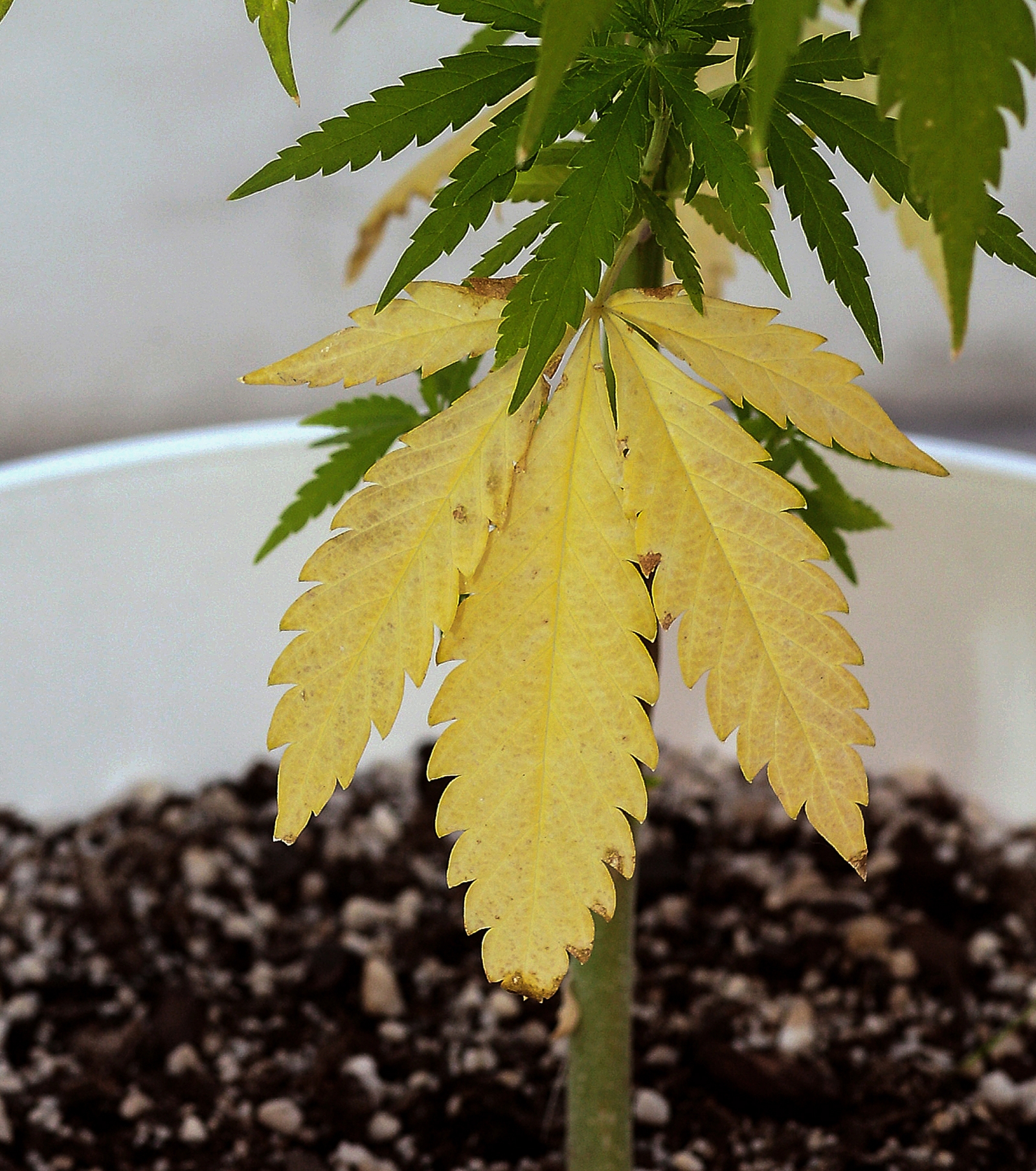 THC102-PLANTATE-SECUNDARIA-NUTRIENTES-NITROGENO_AVANZADO-por_Gustavo_Jaiyes