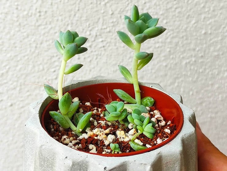 suculenta-etiolada-maceta-blanca