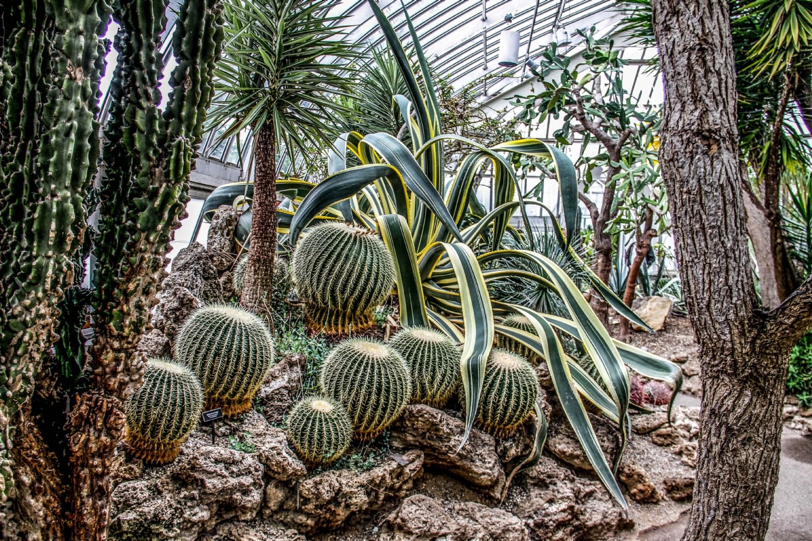 jardines-de-cactus