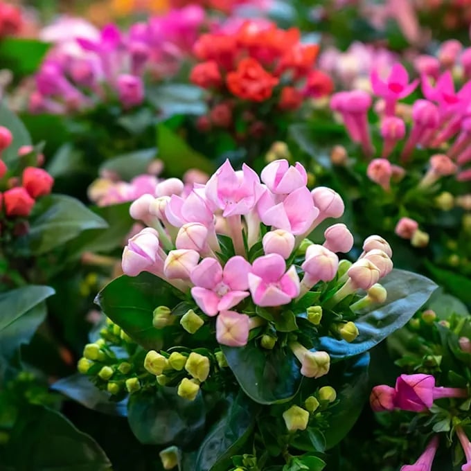 cultivo-kalanchoe-m.jpg