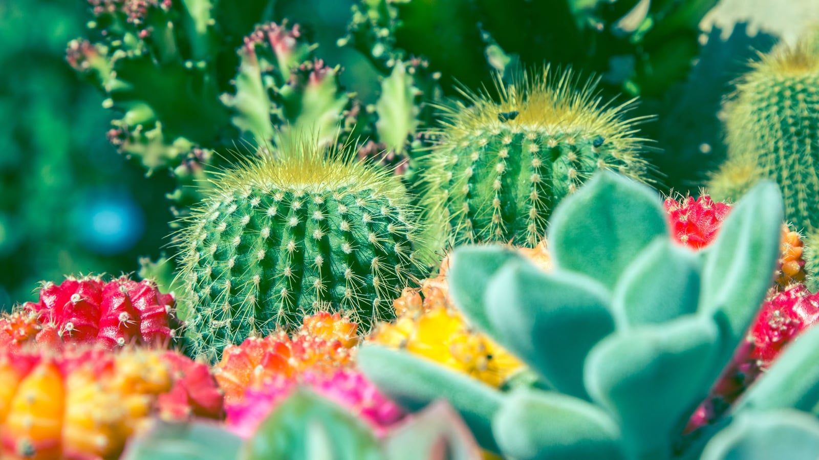 cactus-1920-4