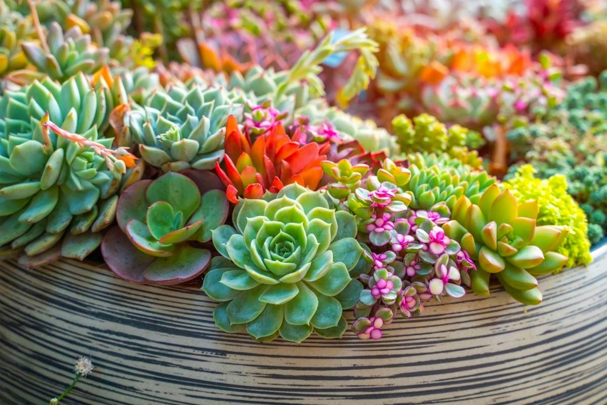 plantas-suculentas-1