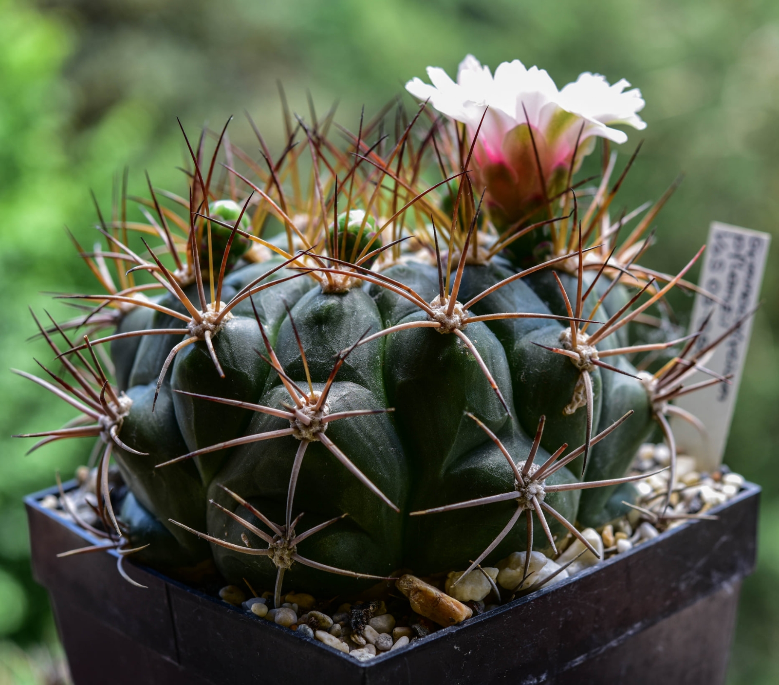 gymnocalycium-pflanzii-vos-03-059