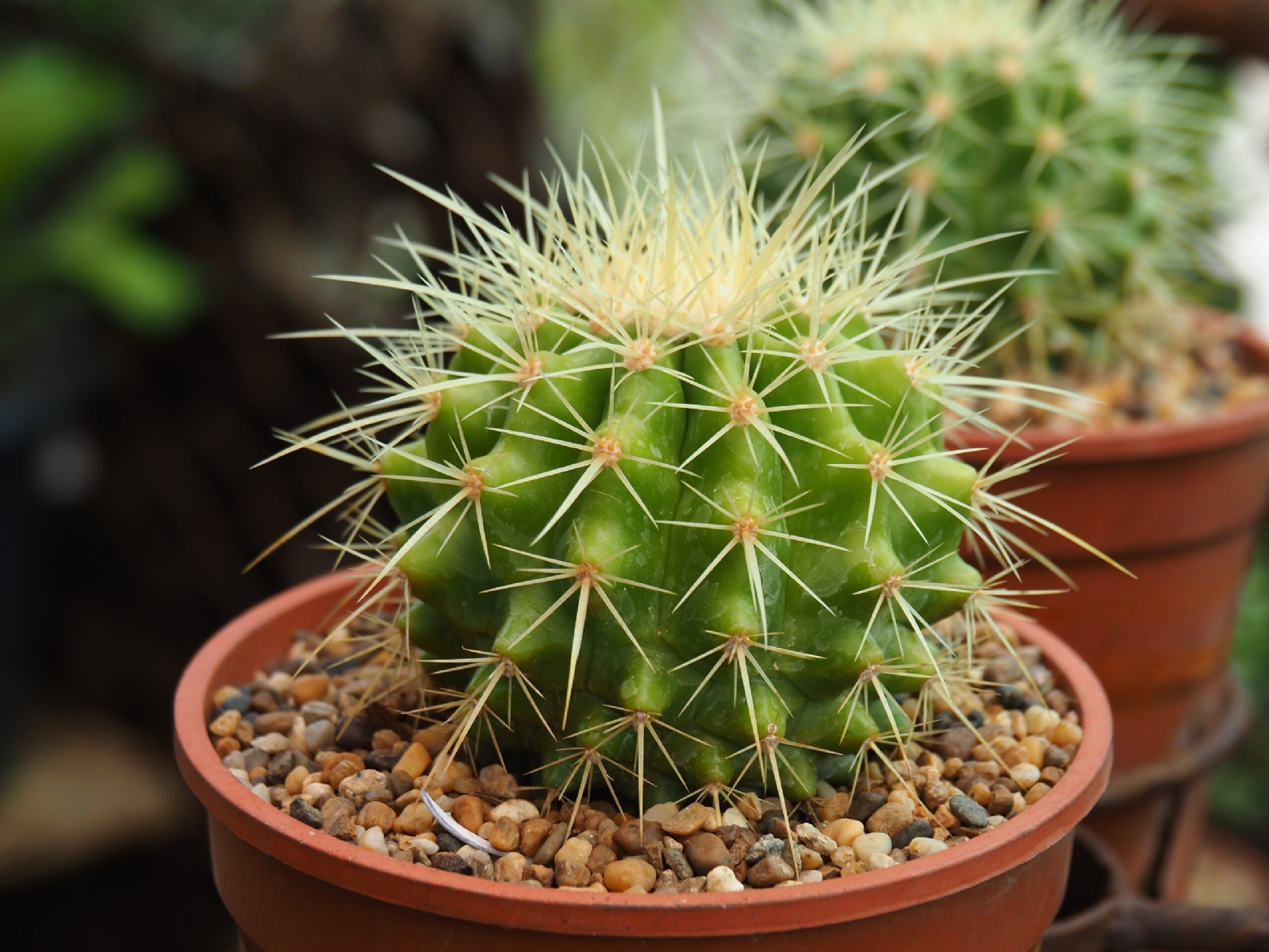 Echinocactus-Grusonii-1-scaled