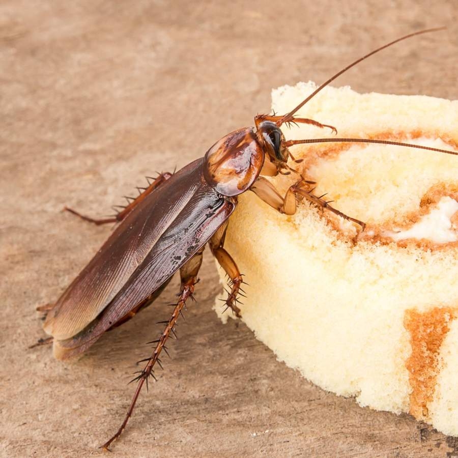 cucaracha-americana_480f17b0_230615105345_900x900