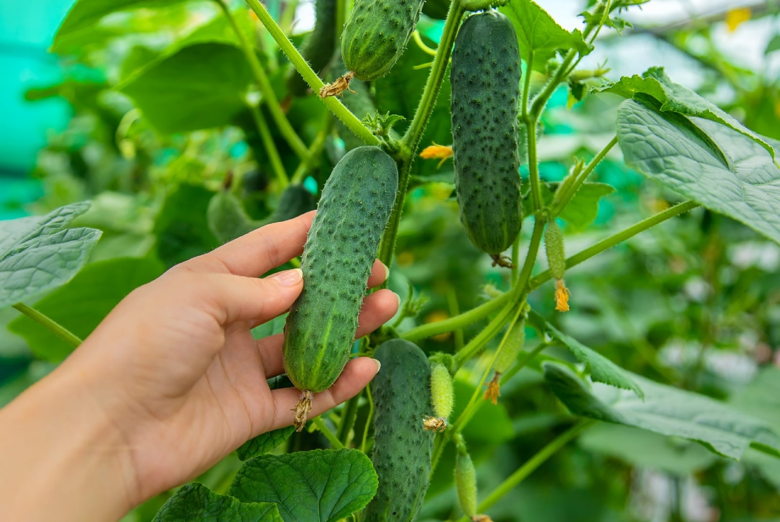 harvest-cucumbers-branches-selective-focus-scaled