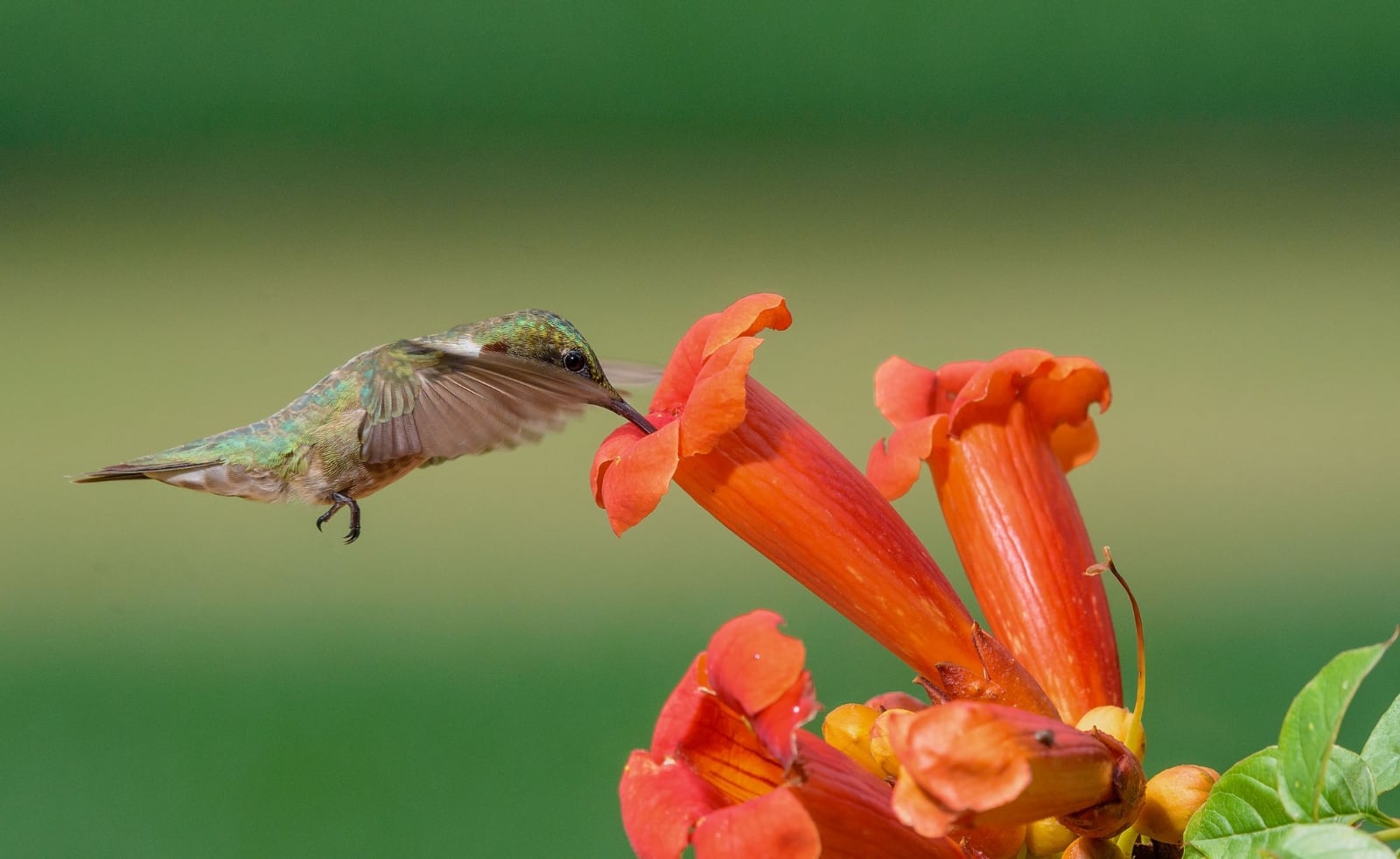 trumpet-flower-attract-hummingbirds-1587238562