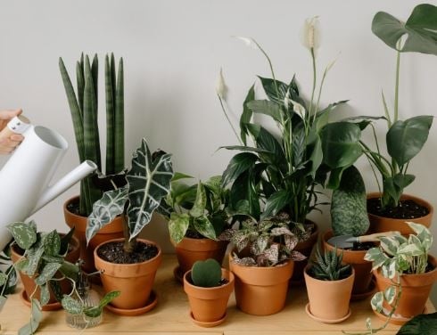 plantas ajoo