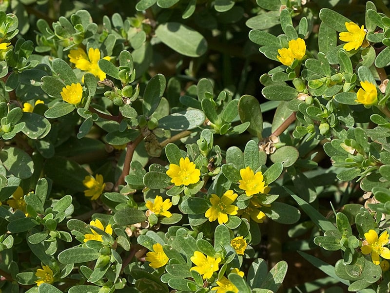 verdolaga10