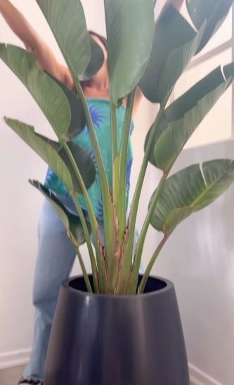 planta 2