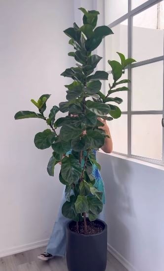 planta 3