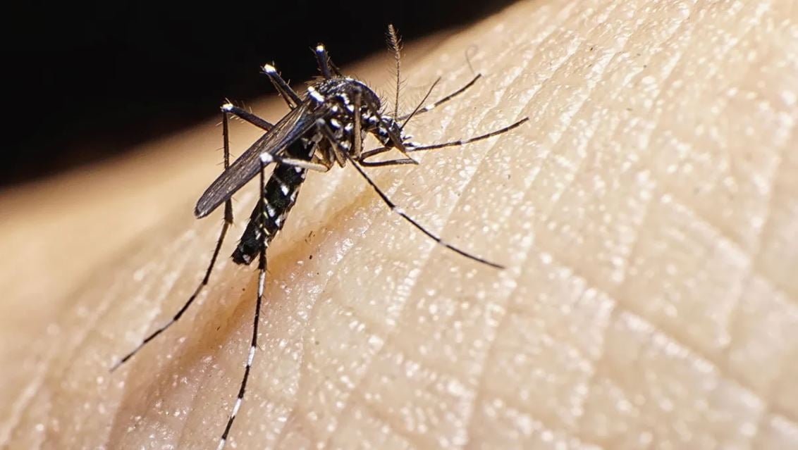 dengue face