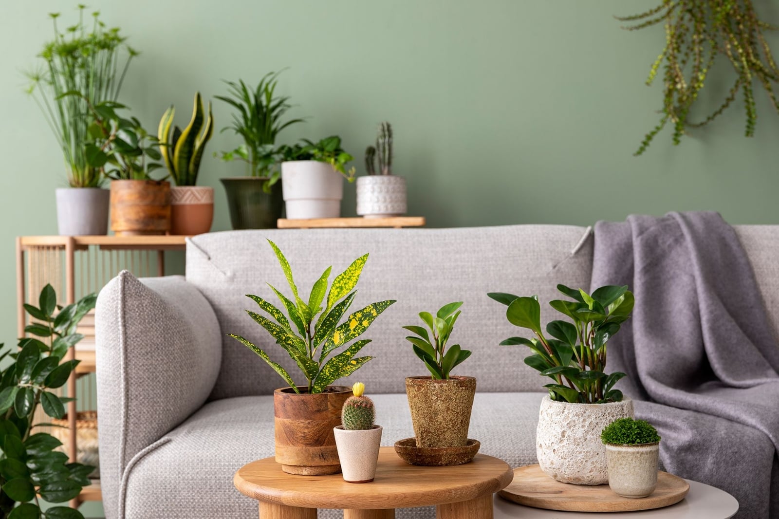 composicion-elegante-interior-jardin-casa-lleno-muchas-plantas-hermosas-cactus-suculentas