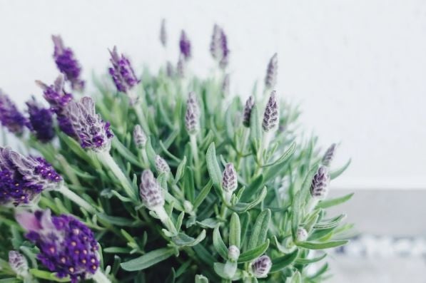 lavanda11