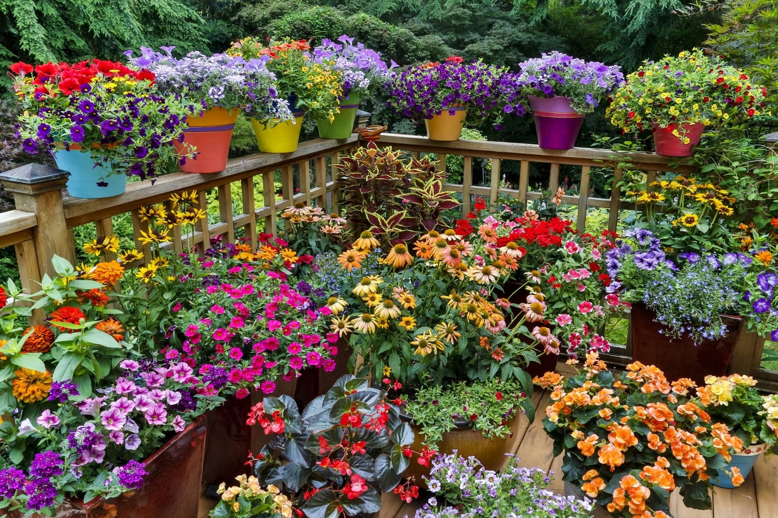 jardin-plantas-1552335961