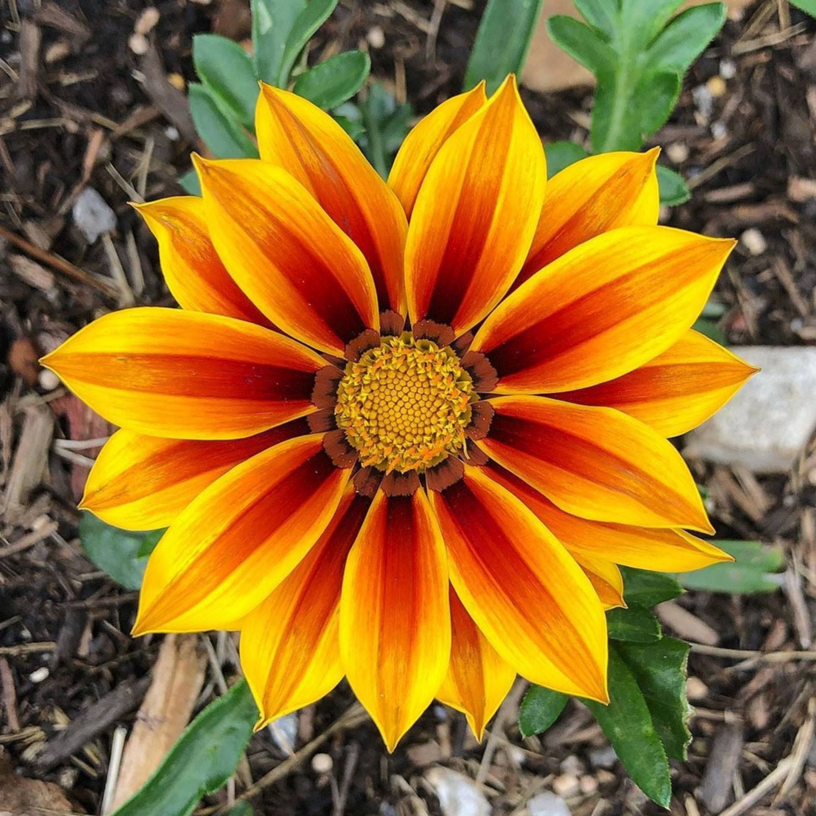 gazania_1f595eb8_1780x1780