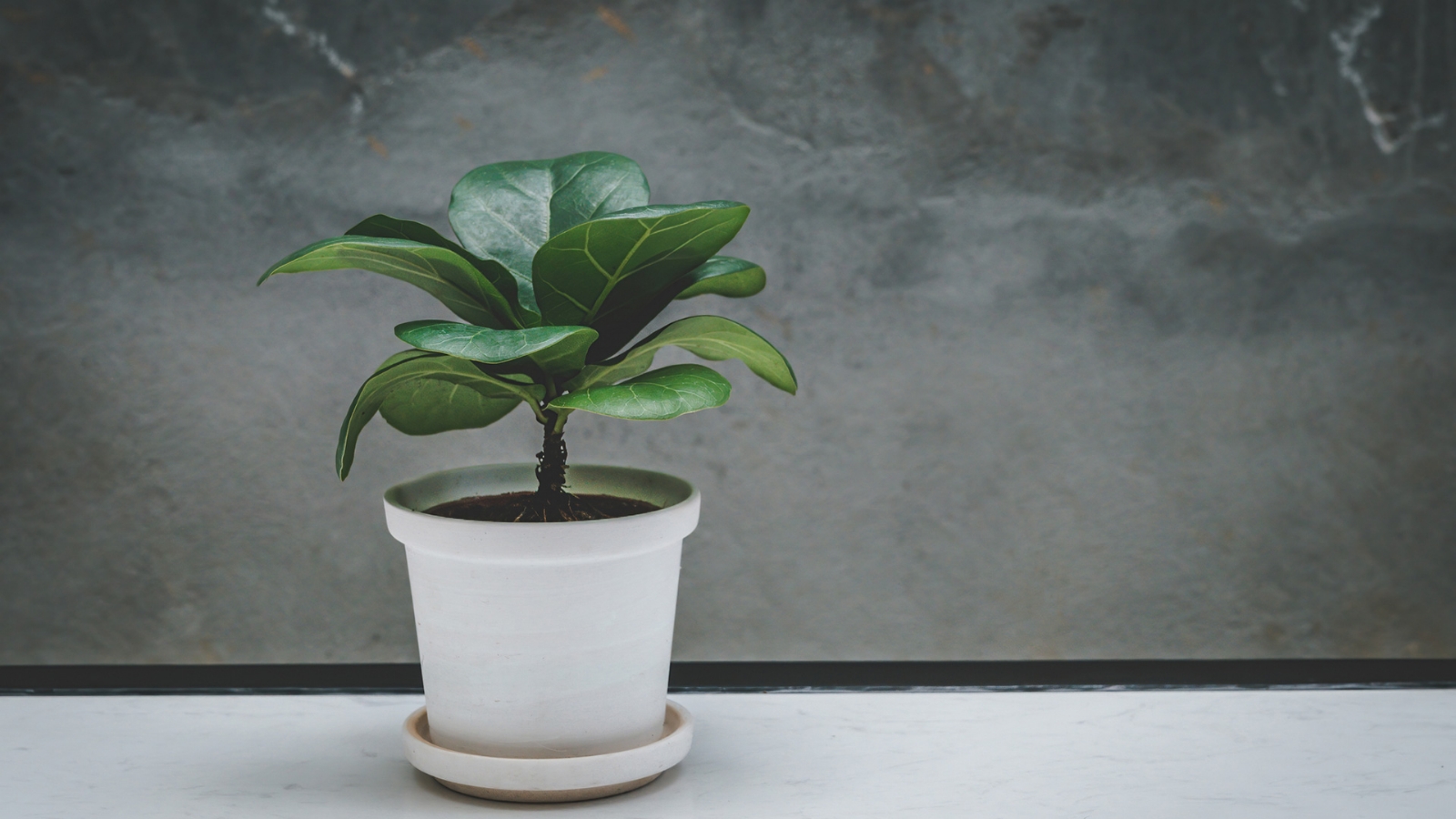 FICUS 11