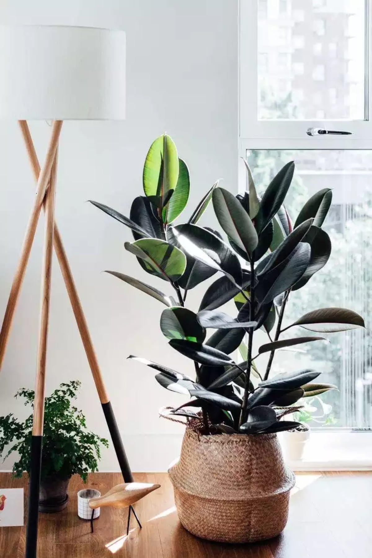 FICUS-ELASTICA-9