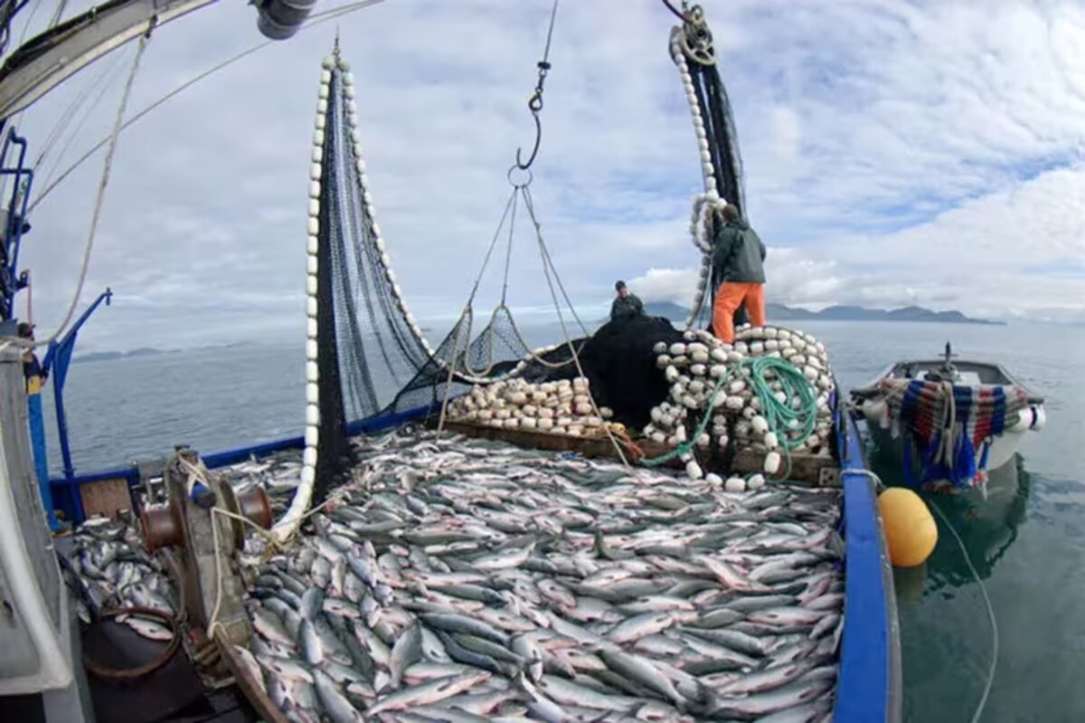 pesca - TN 3