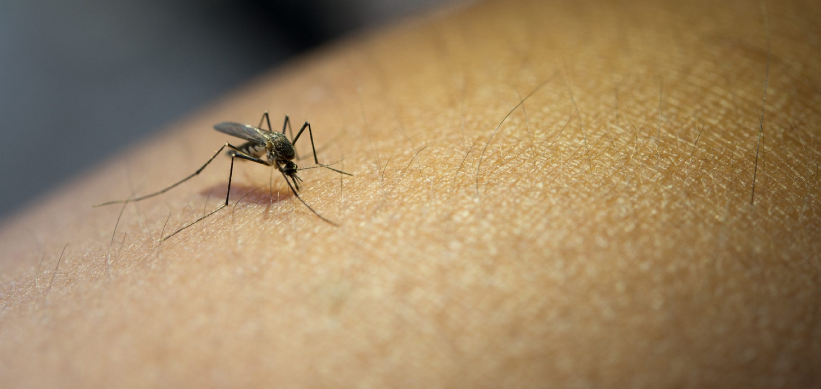 close-up-of-mosquito-sucking-blood-from-human-arm-1-scaled