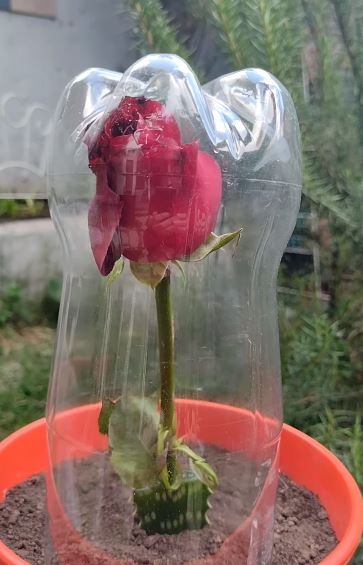 rosas 8833