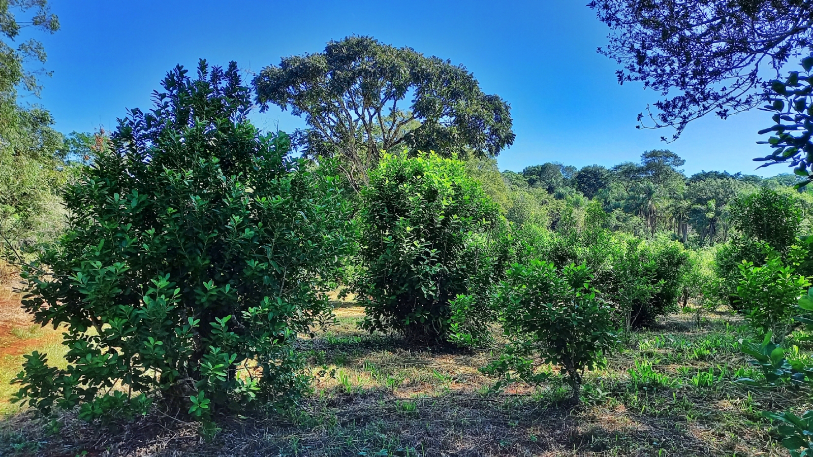 Yerba-mate-organica-con-cobertura-arborea-2-scaled