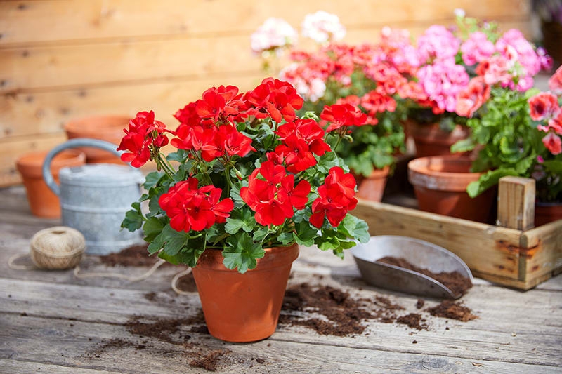 plantas-exterior-flor-03a-a