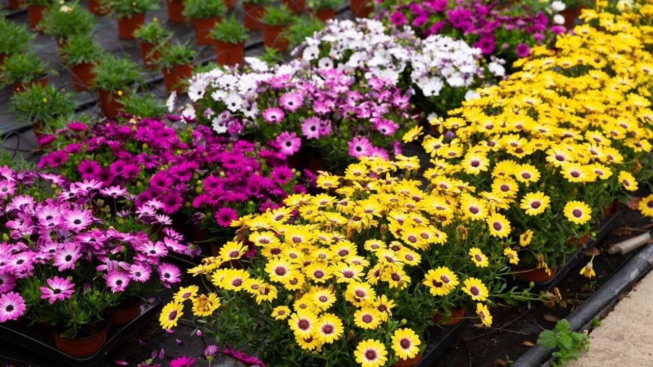 plantas-de-exterior-con-flor-todo-el-ano_12463d56_1280x720