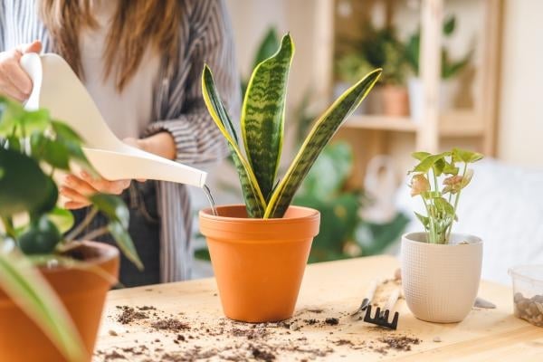riego_de_la_sansevieria_trifasciata_1686_2_600