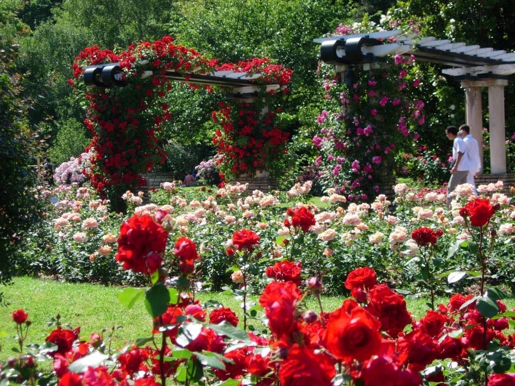 jardin