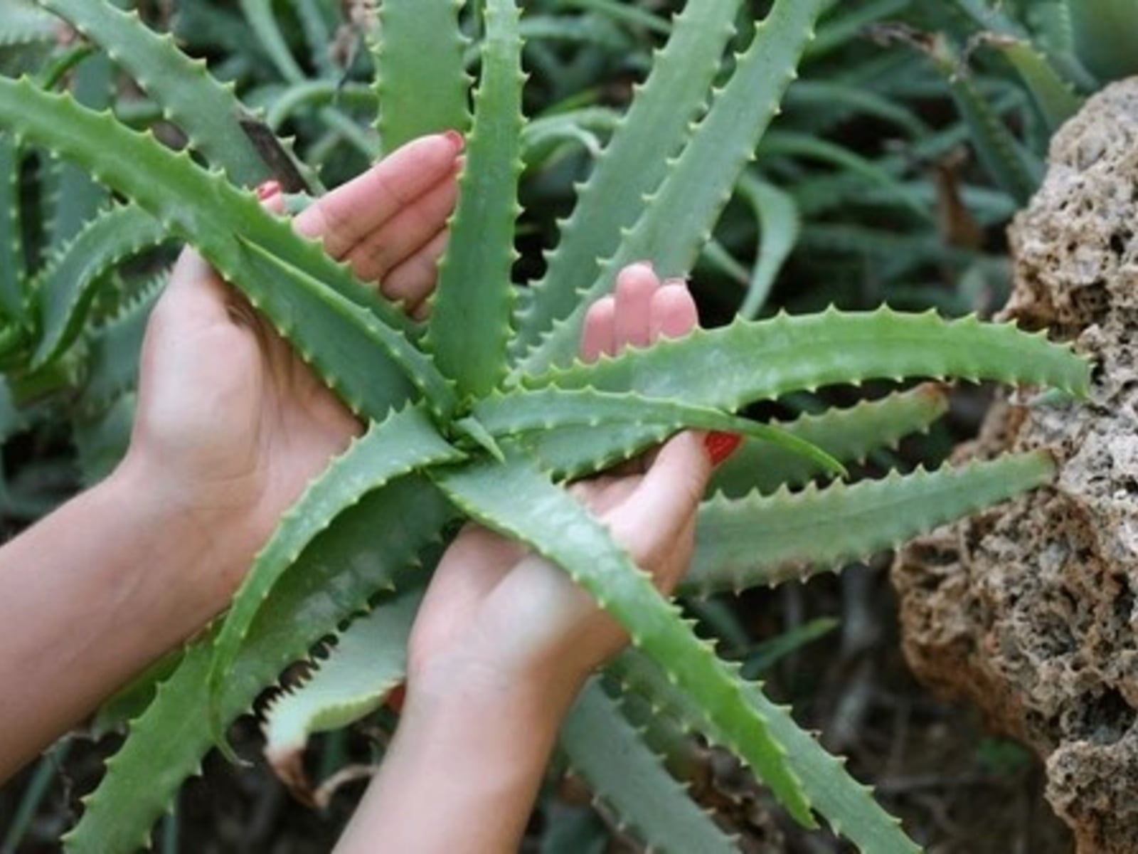 plantas3