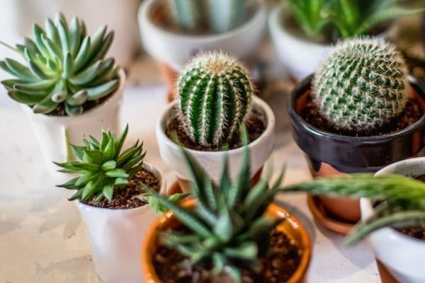 plantas2