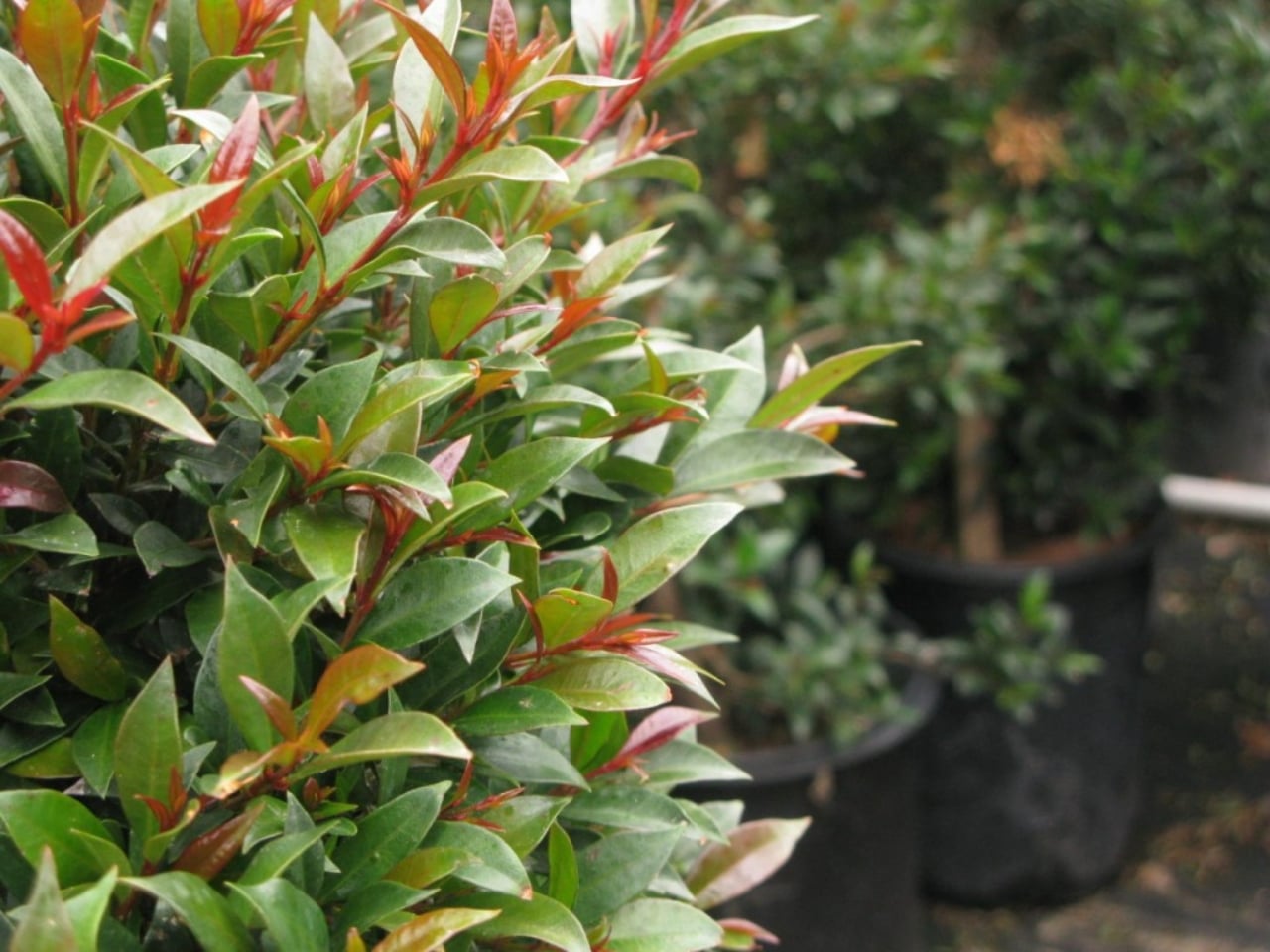 Eugenia-myrtifolia