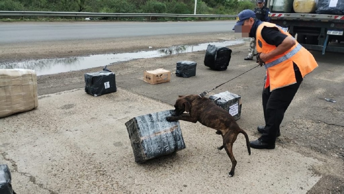14 kilos de marihuana 1