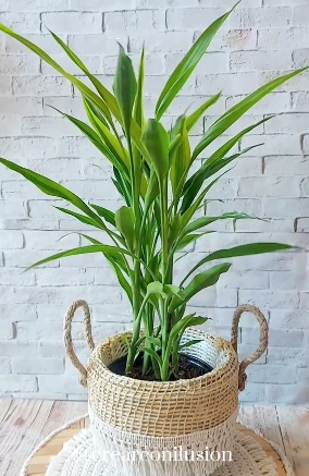 Envases de telgopor1